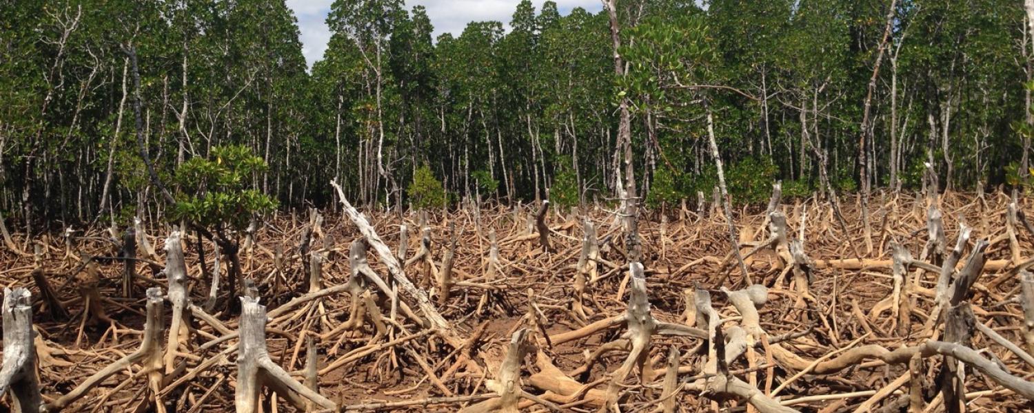 Deforestation in Madagascar