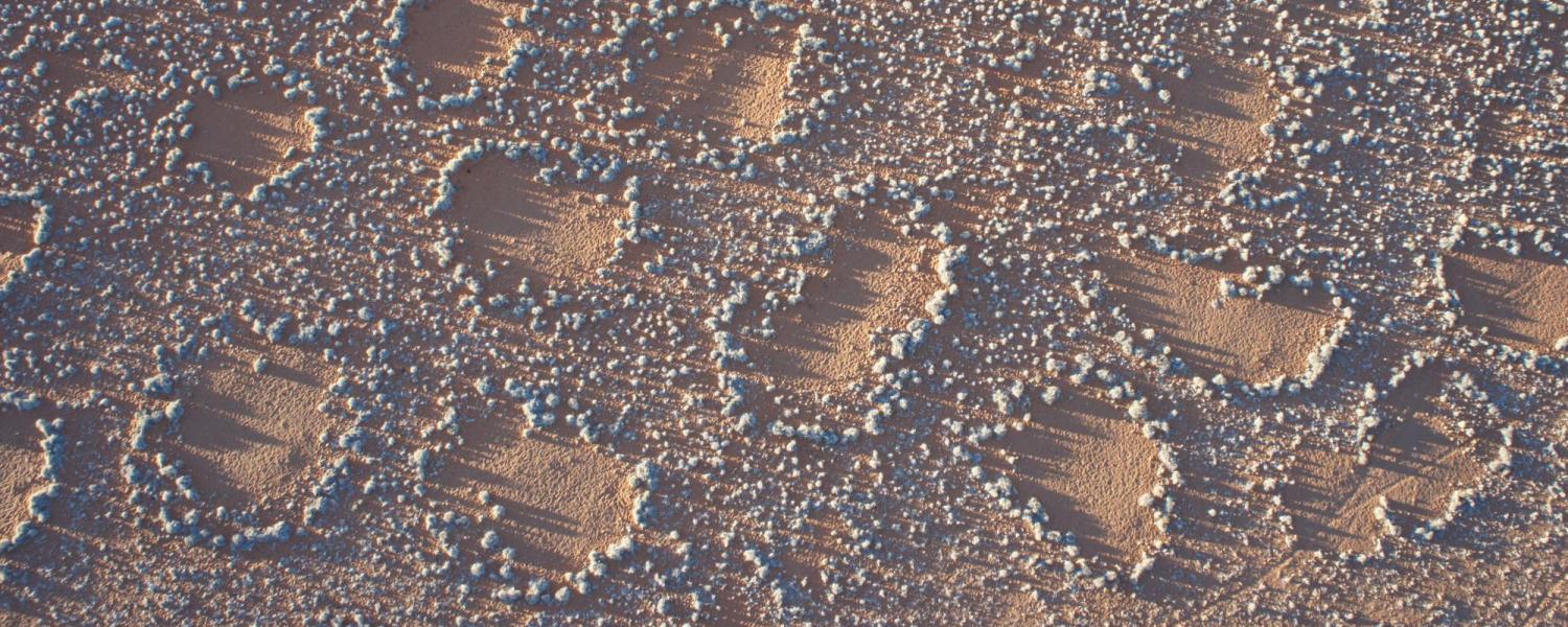 barren patches of ground known as fairy circles