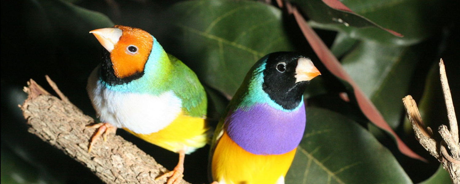 Two Gouldian finches on a branch