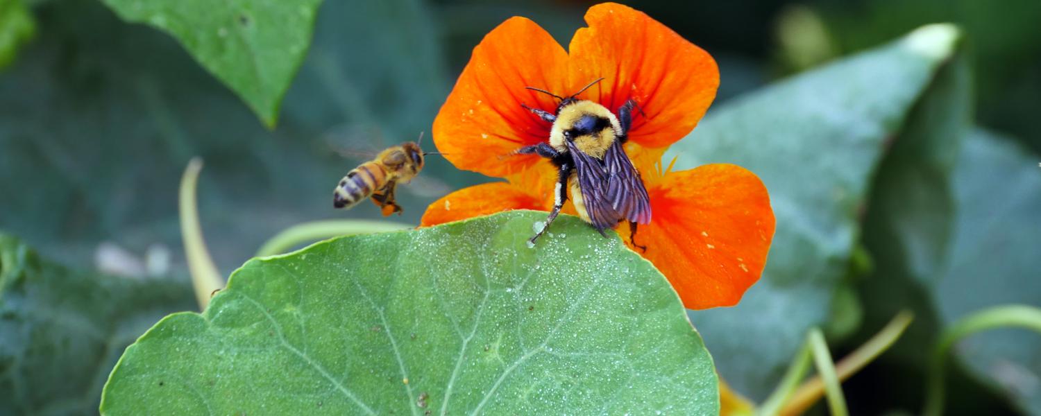 Two bees land on orange flowers