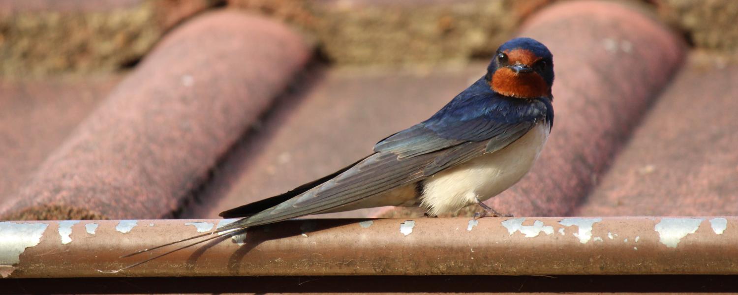 Barn swallow