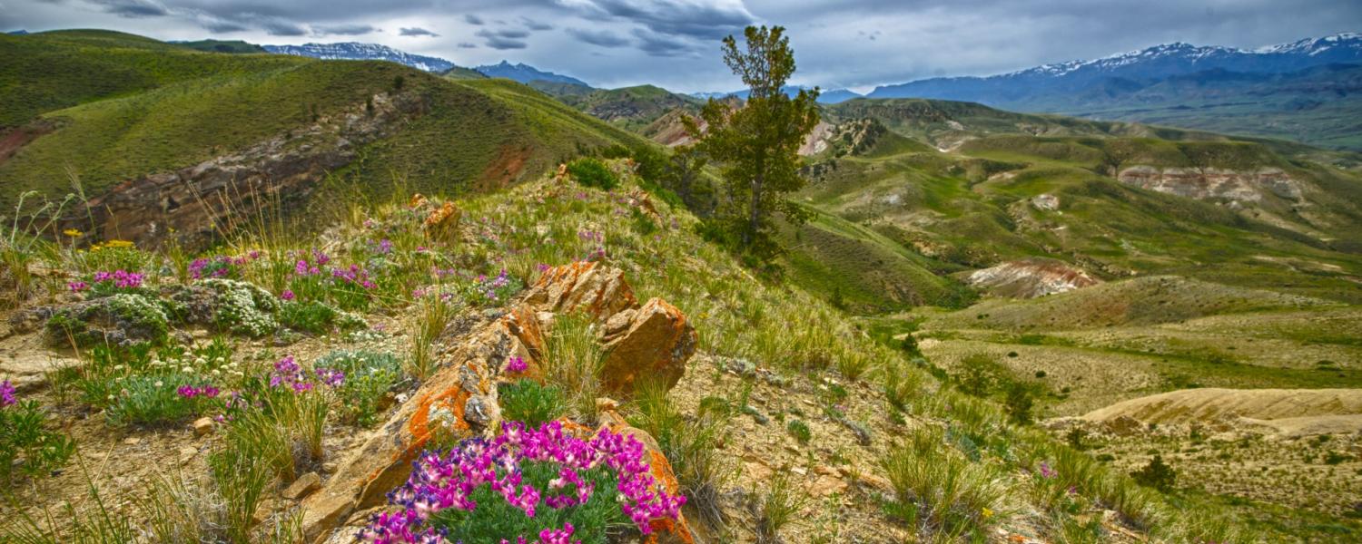 Pink flowers in the Rocky Mountains