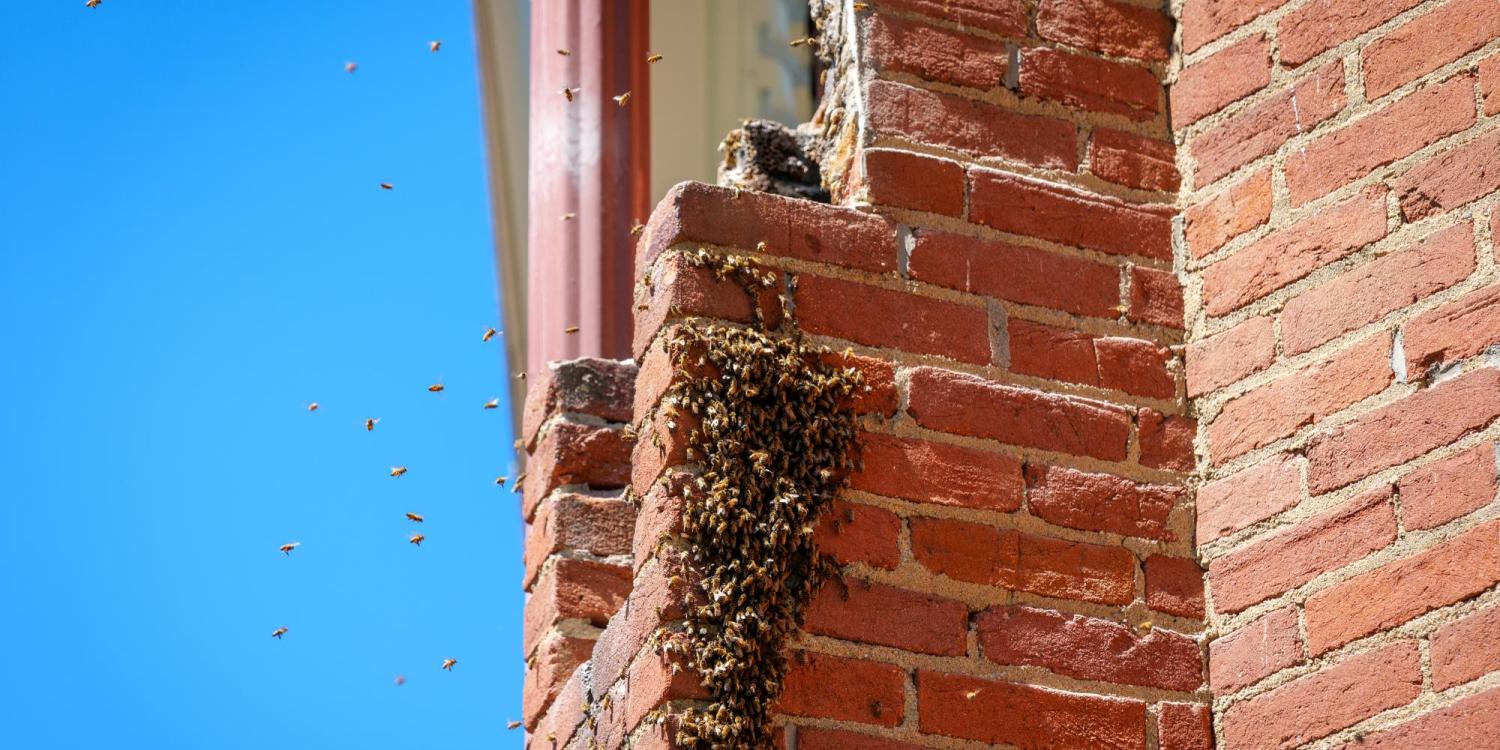 Bee colonies inside Old Main mortar