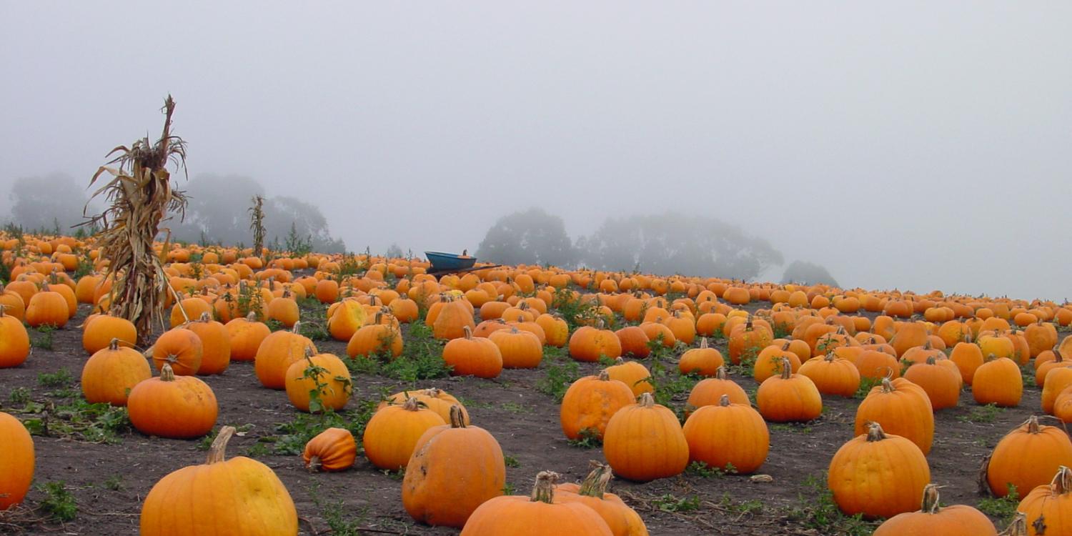 Spooky pumpkin patch