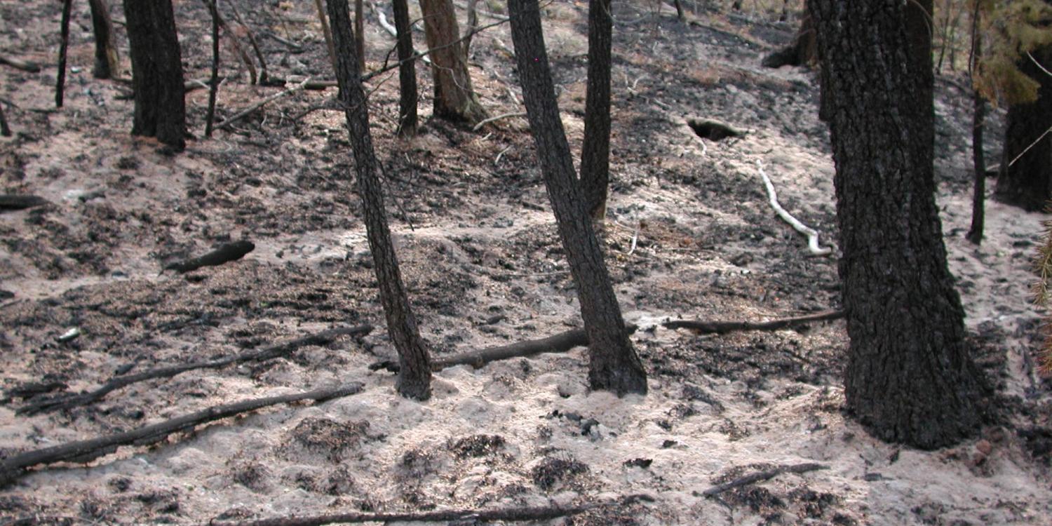 Ash and black trunks remain after the Hayman Fire.