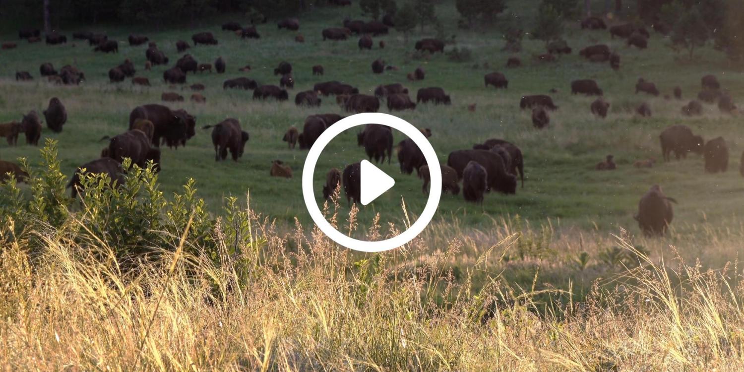 a herd of bison in a field with a video play button overlay