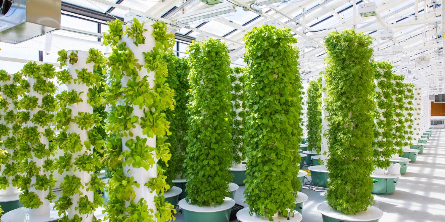 Aeroponic grow towers in the new CU Boulder greenhouse