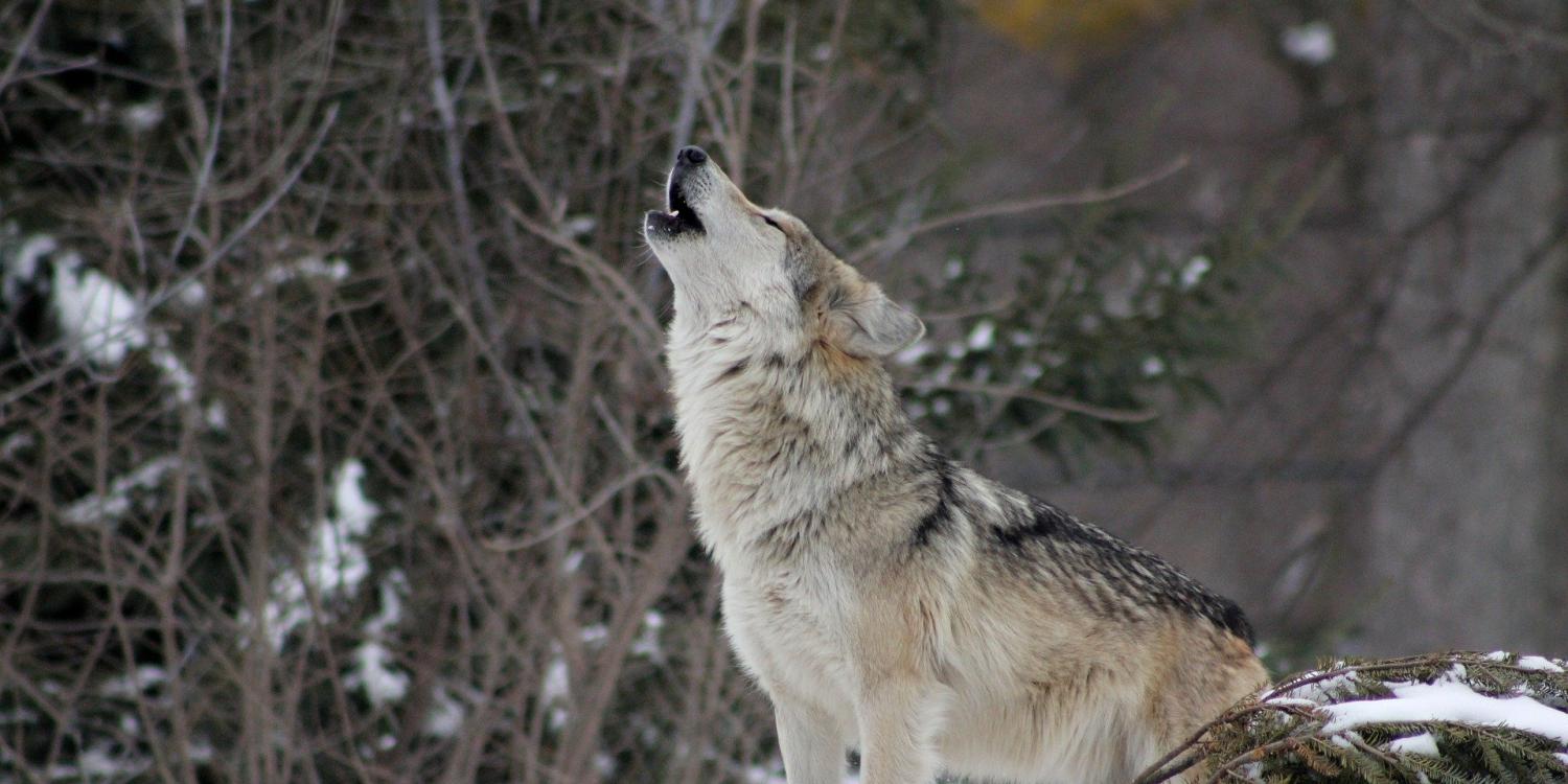 A wolf howling