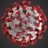A coronavirus image courtesy of the Centers for Disease Control and Prevention
