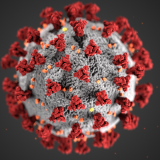 A coronavirus image courtesy of the Centers for Disease Control and Prevention.