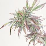 An illustration of a cannabis plant