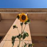 Sunflower in front of a campus building
