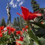 Flowers bloom near the UMC fountain area just after the official start of Spring on March 23, 2017.  (Photo by Glenn Asakawa/University of Colorado