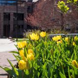 Tulips blooming on campus