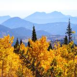 Yellow aspen trees and mountains in the background