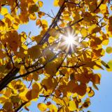 sun peaking through golden Aspen leaves