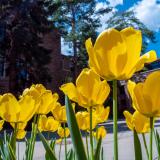 yellow tulips on campus