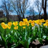 tulips on campus