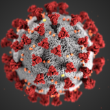 A coronavirus image, courtesy of the Centers for Disease Control