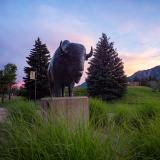 Sunset behind the Flatirons and Ralphie Sculpture by the CU Events Center on June 24, 2020. (Photo by Glenn Asakawa/University of Colorado)