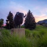 The Ralphie statue at sunset