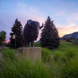 Ralphie statue at sunset