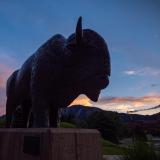 A Ralphie sculpture on the CU Boulder campus.