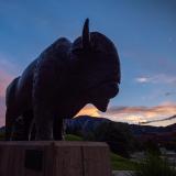 A Ralphie sculpture on the CU Boulder campus.
