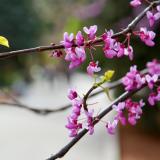 A branch of magenta blossoms and chartreuse leaves. 