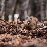 Female red squirrel forages for food