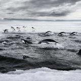 Penguins hunt for fish in the cold waters of the Southern Ocean