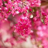 Pink spring blooms