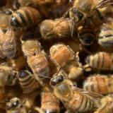 A cluster of bees seen up close