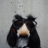 Dog wearing novelty glasses.