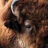 Close-up image of a buffalo