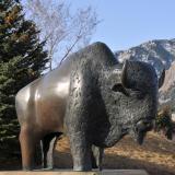 buffalo sculpture on campus