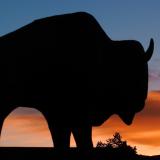Silhouette of CU buffalo sculpture with sunset in background