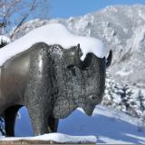 Winter snow on a bronze statue of Ralphie, CU Boulder's  mascot.