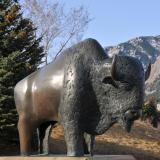 The buffalo statue at CASE with the flatirons in the background