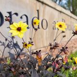 Flowers in front of the University of Colorado Boulder entrance sign