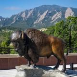 The bronze buffalo sculpture on the CASE building deck.