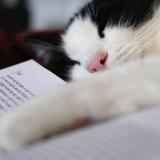 Cat laying across a book.