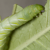 Green caterpillar eating a green leaf