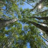 A scenic image of trees in a forest