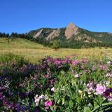 Mountain valley with flowers blooming