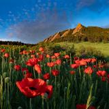 red poppies in front of the Flatirons