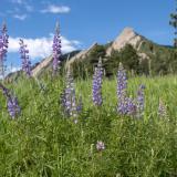 Flatirons from Chautauqua