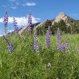 Wild flowers in front of the Flatirons