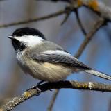 A collage of chickadee images