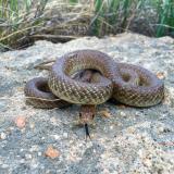 Native Colorado snake